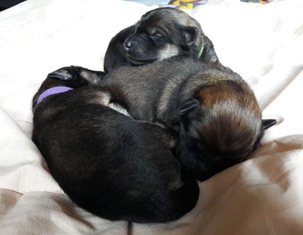 Lila, Grün und Gelb