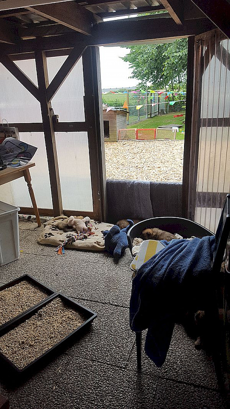 Die Welpenterrasse