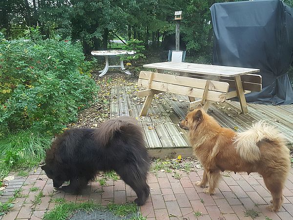 Wachkommando im Garten