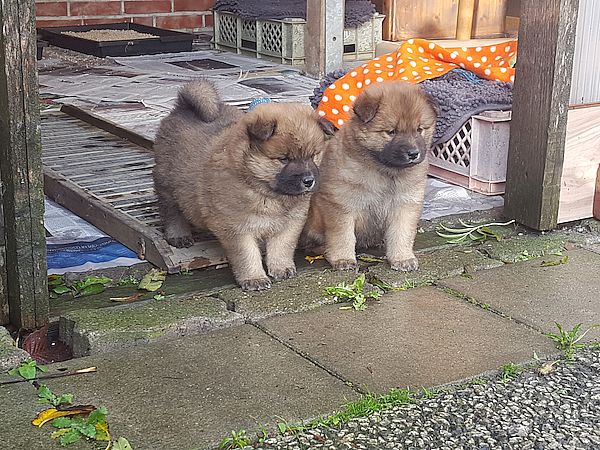 Cookie und Fortuna