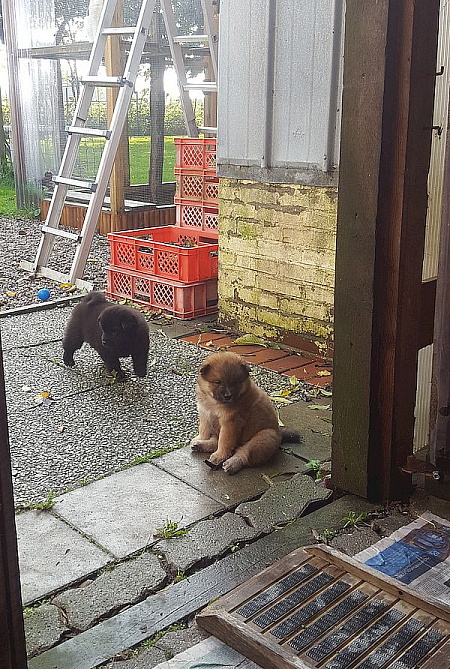 Blue und Odin