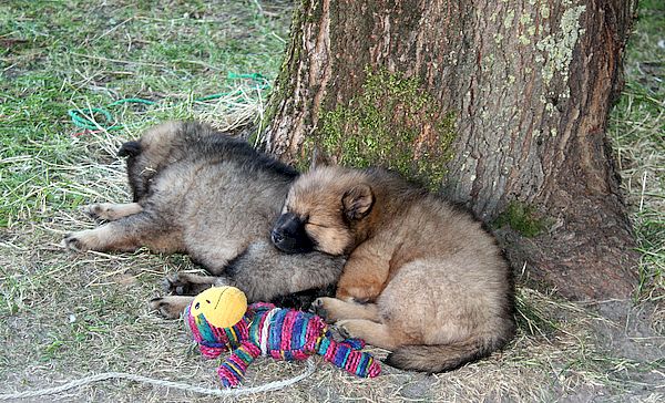 Nuri-Maya und Nala