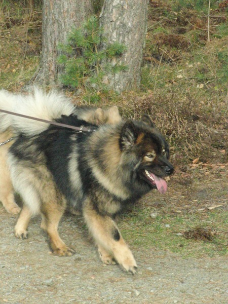 Frodo