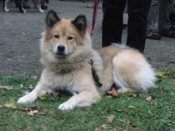 Dina