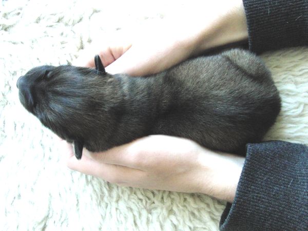 Eine Handvoll Hund