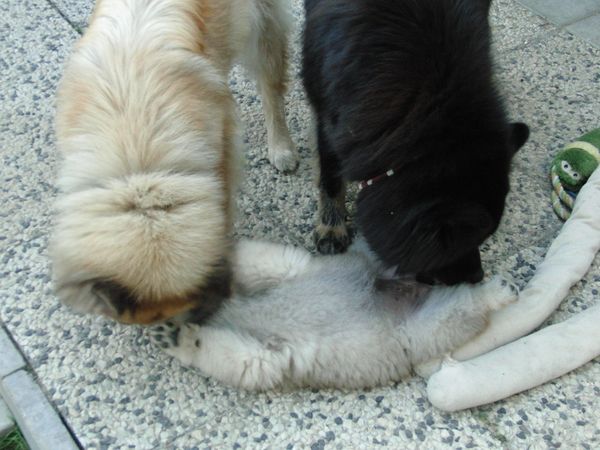 Tante Newa und Mutter Cuba