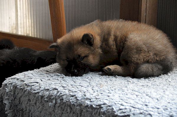 Nala