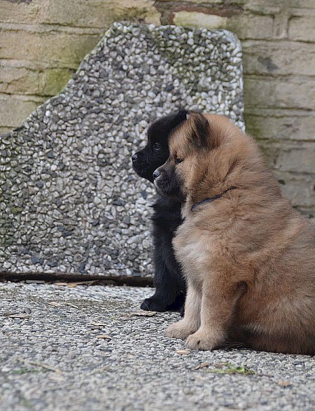 Nika und Nuko