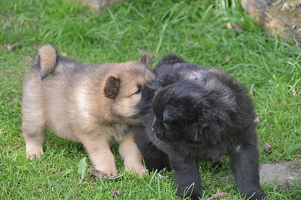 Nala und Namiko-Mei