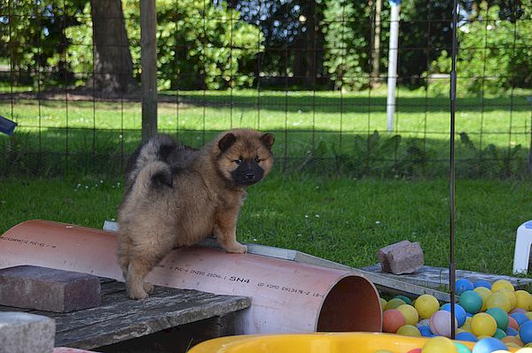 Nala