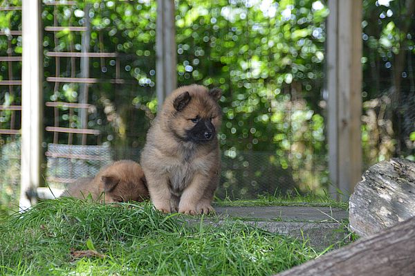 Nala