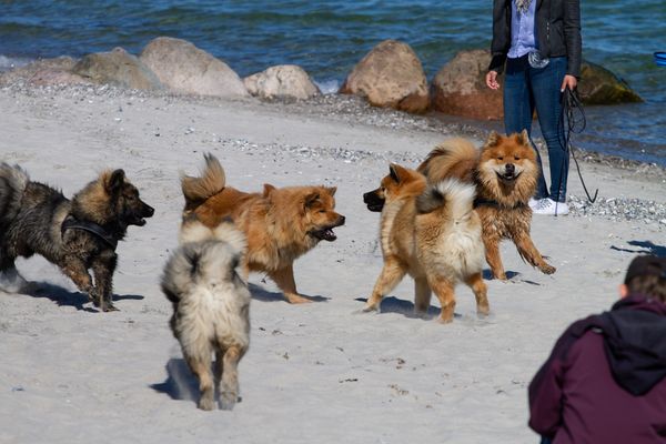 Rudi und alle seine vier Söhne