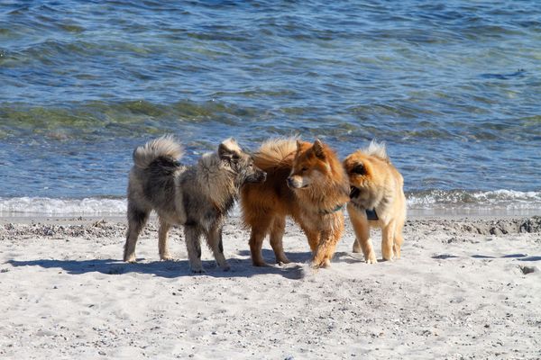 Mozart, Rudi und Motte