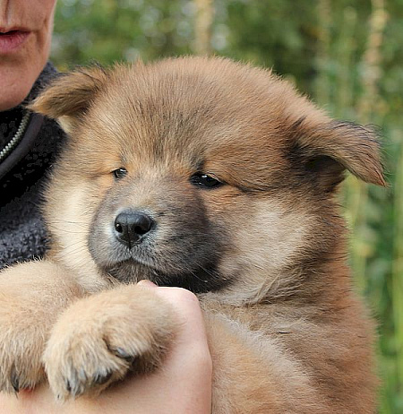 Odin