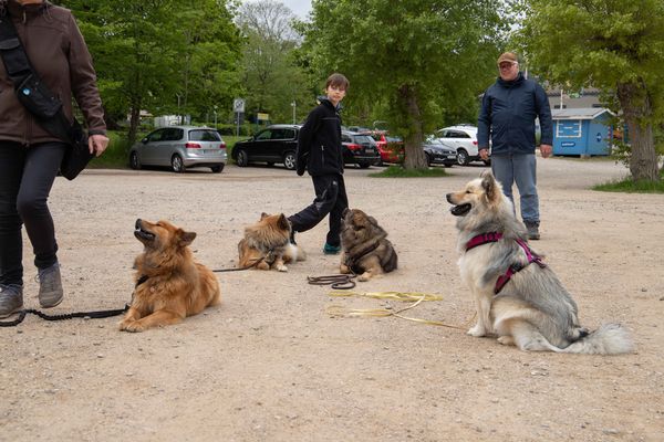 Stella, Naaja, Lenya und Miina