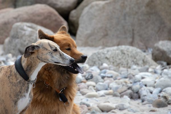 Ginger und Stella