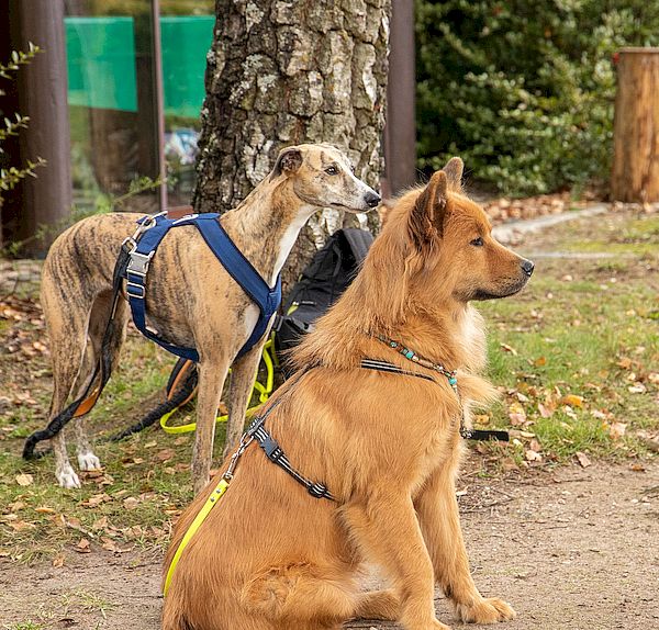 Tante Ginger und Maris Stella