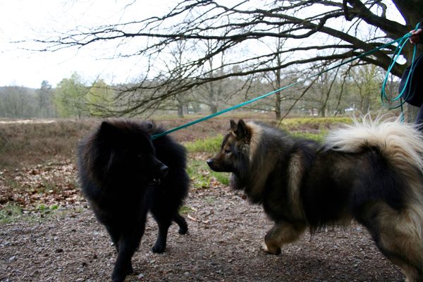 Ein schwarzes