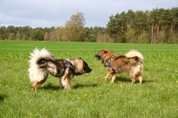 Fenny und Lotta