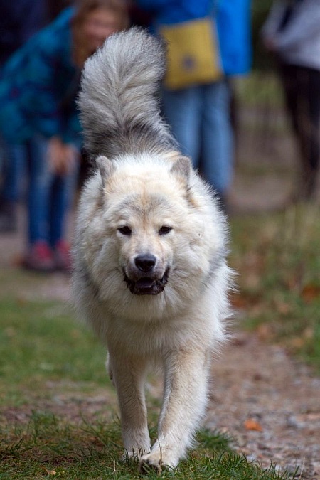 Atris
