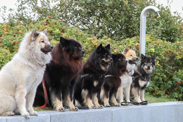 Yelly, Teddy, Shari, Hummel, Anouk und Amal