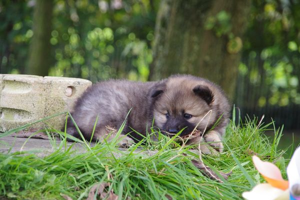 Keiko
