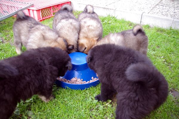 Mädchen und Jungs essen getrennt!