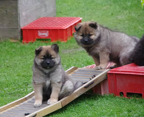 Kenya und Keiko