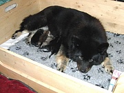 Übersichtsbild der Kategorie J-Wurf Tag 2