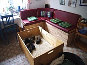 Übersichtsbild der Kategorie K-Wurf Woche 3