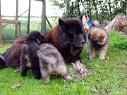 Übersichtsbild der Kategorie K-Wurf Woche 6