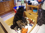 Übersichtsbild der Kategorie M-Wurf Woche 3 und 4