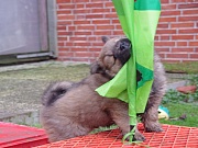 Übersichtsbild der Kategorie M-Wurf Woche 7
