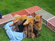 Übersichtsbild der Kategorie N-Wurf Woche 3 und 4