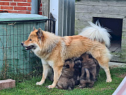 Übersichtsbild der Kategorie P-Wurf Woche 5