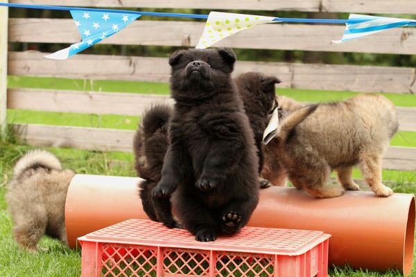 Tanzbär Koda