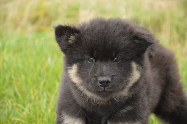 Kosmo