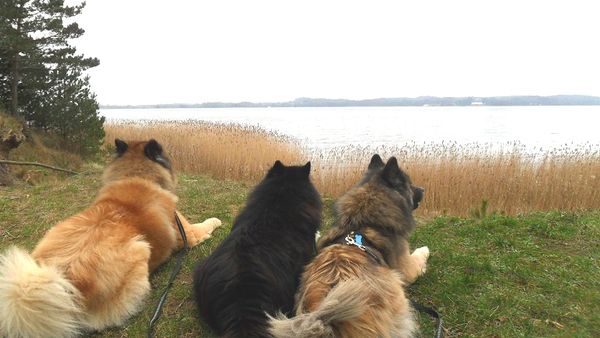 Fenris, Inouk und Lenka