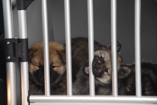 Motte, Miina, Mozart und Motte