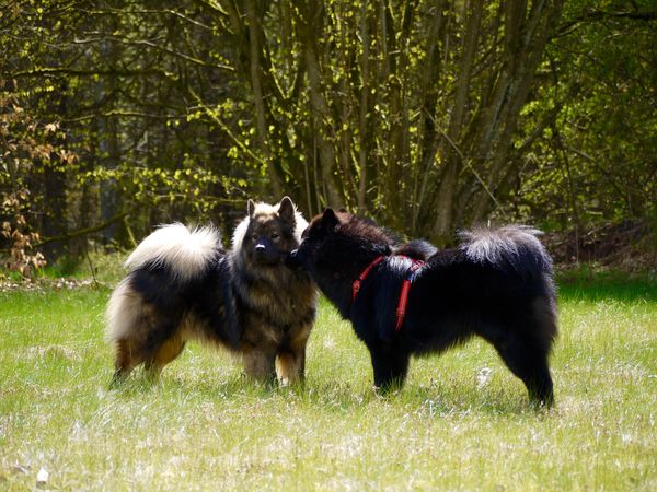 Lima und Lasse