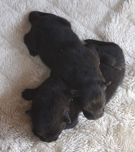 Kosmo (oben) und Koda (unten)