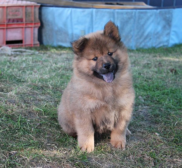 Nanuk