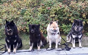 Shari, Hummel, Anouk und Amal