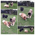 Lenka mit Fenris und Inouk