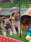 Nayeli und Nuko