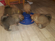 Erste Barf-Mahlzeit