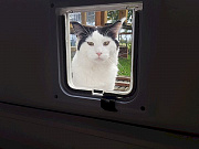 Willi hat jetzt eine Katzenklappe