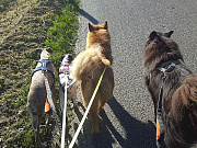 Ginger, Bille, Stella und Piri