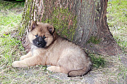 Nala