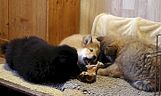 Blue, Osa und Carlos